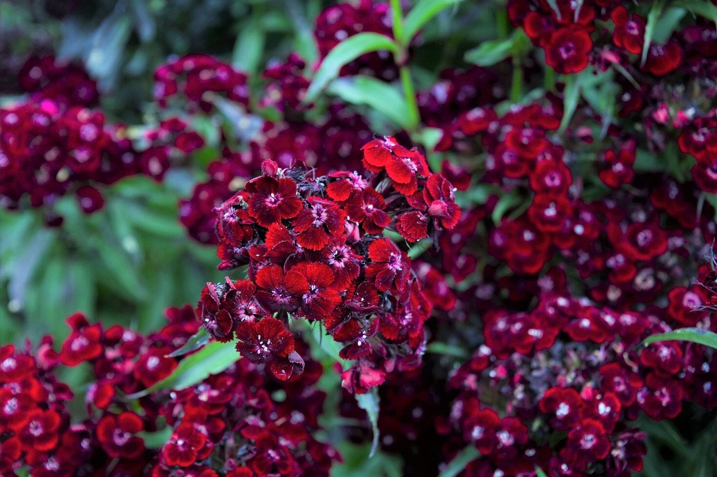 30 semillas de flor de clavel Barbatus color granate oscuro y rojo dulce