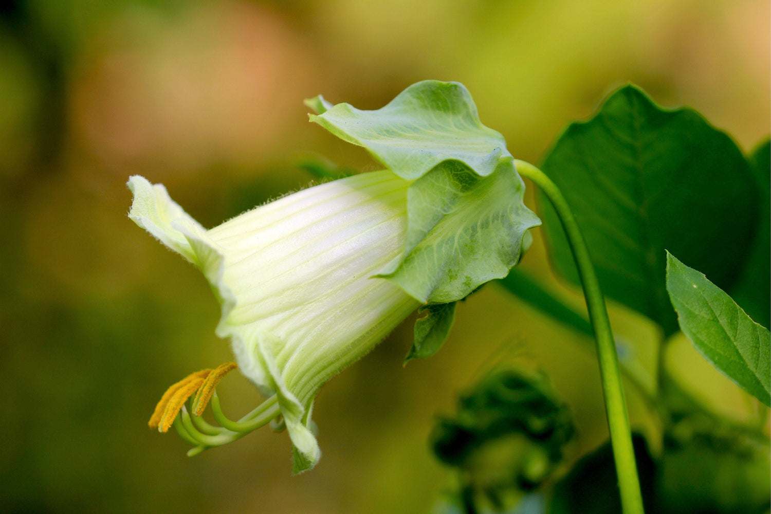 5 CAMPANAS DE CATEDRAL BLANCAS Taza y platillo de vid Cobaea Scandens Alba Semillas de flores de colibrí trepador