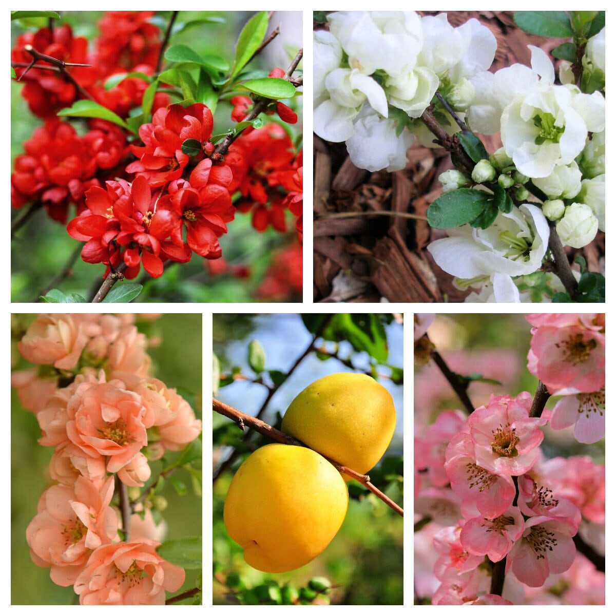 30 semillas de fruta de MEMBRILLO EN FLOR - Arbusto de flores de color rosa, rojo, blanco y naranja - también conocido como membrillo japonés, chino y común - Chaenomeles Speciosa