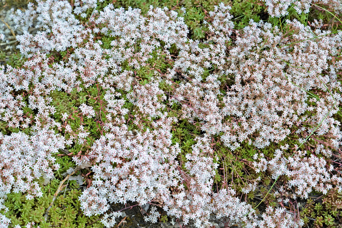 50 OKTOBERFEST SEDUM Acre Gold Moss Stonecrop Suculenta Cubierta Vegetal Semillas de Flores Blancas