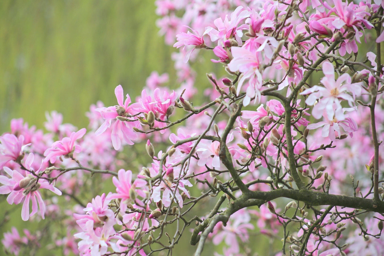 5 semillas de MAGNOLIA LOEBNER (árbol Loebneri), arbusto, cruce de M. Stellata y Kobus, flores enormes de color rosa y blanco fragantes de 3 a 5 pulgadas de ancho.