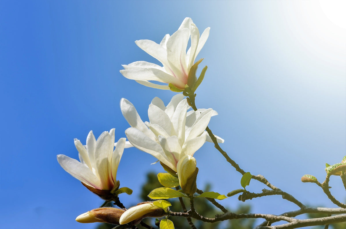 10 semillas de magnolia kobus (también conocida como magnolia japonesa o kobushi) de flores fragantes de color blanco y rosa de 4 pulgadas.