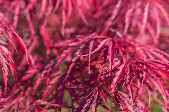 10 semillas de arce japonés enano rojo (Acer palmatum, Atropurpureum dissectum)