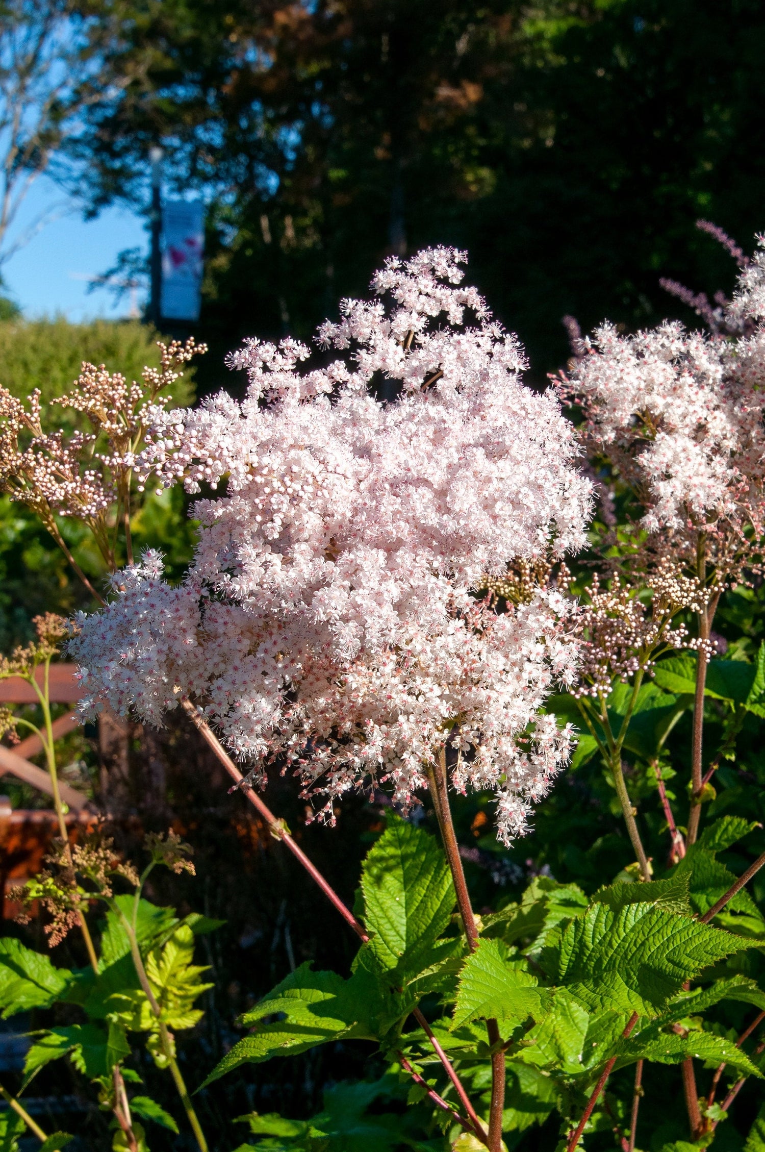 100 semillas de reina de los prados siberianos Filipendula Palmata, dulce de los prados, flores blancas y rosas