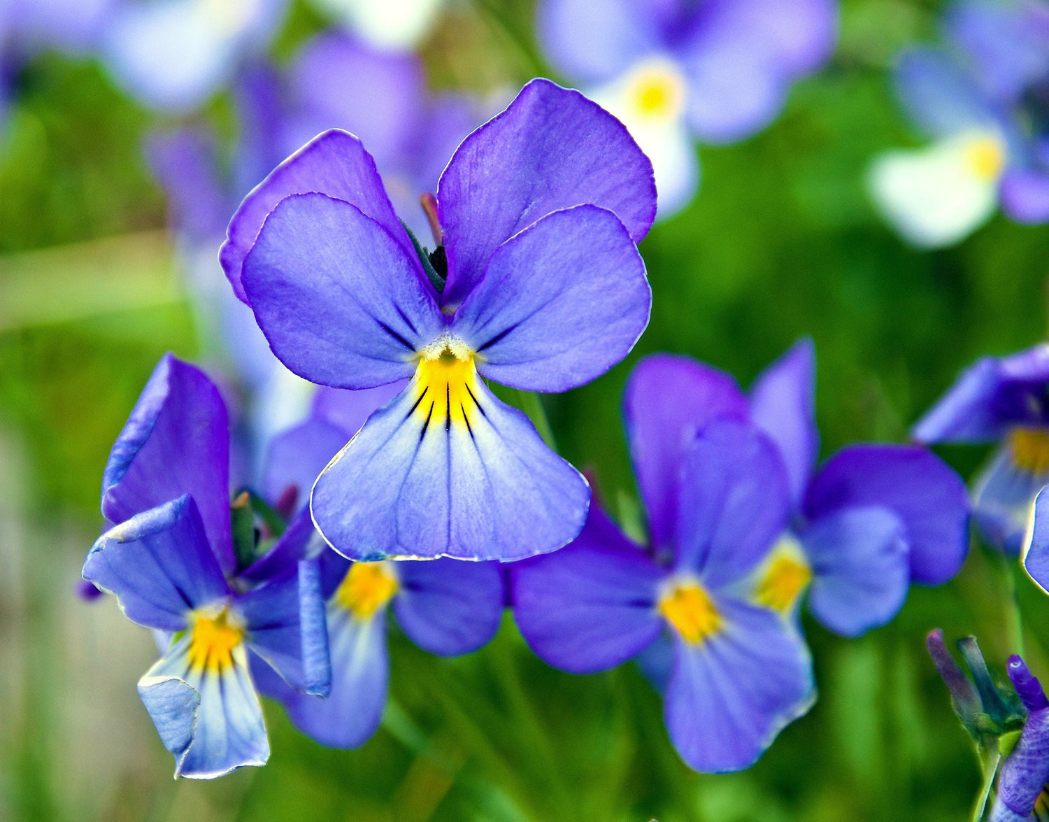 25 VIOLETA CORSA Viola Corsica Azul Púrpura con Sombra de Ojos Amarilla o Semillas de Girasol