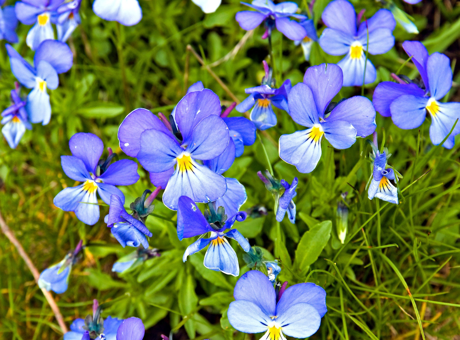 25 VIOLETA CORSA Viola Corsica Azul Púrpura con Sombra de Ojos Amarilla o Semillas de Girasol