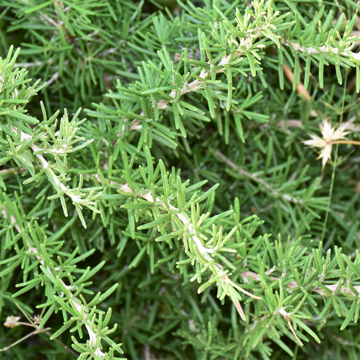40 CONEHEAD THYME Thymus Capitatus syn. Thymbra Capitata Mediterranean aka Spanish Oregano Persian Hyssop Herb Purple Flower Seeds