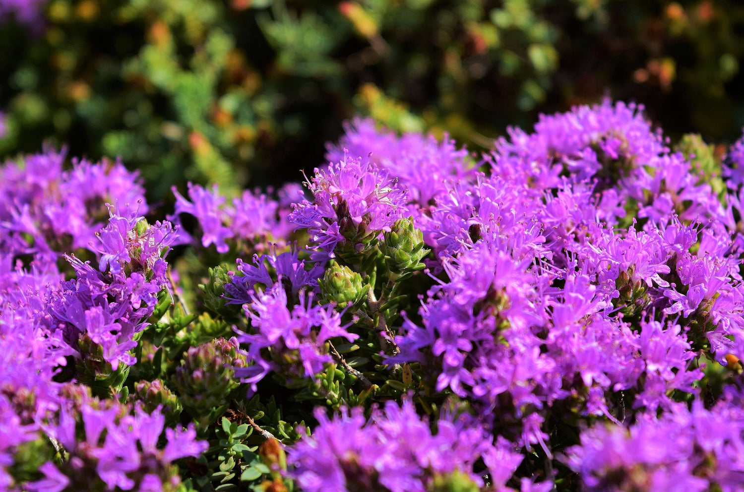 40 TOMILLO CABEZA DE CONO Thymus Capitatus syn. Thymbra Capitata Mediterráneo también conocido como Orégano español Hierba de hisopo persa Semillas de flores moradas