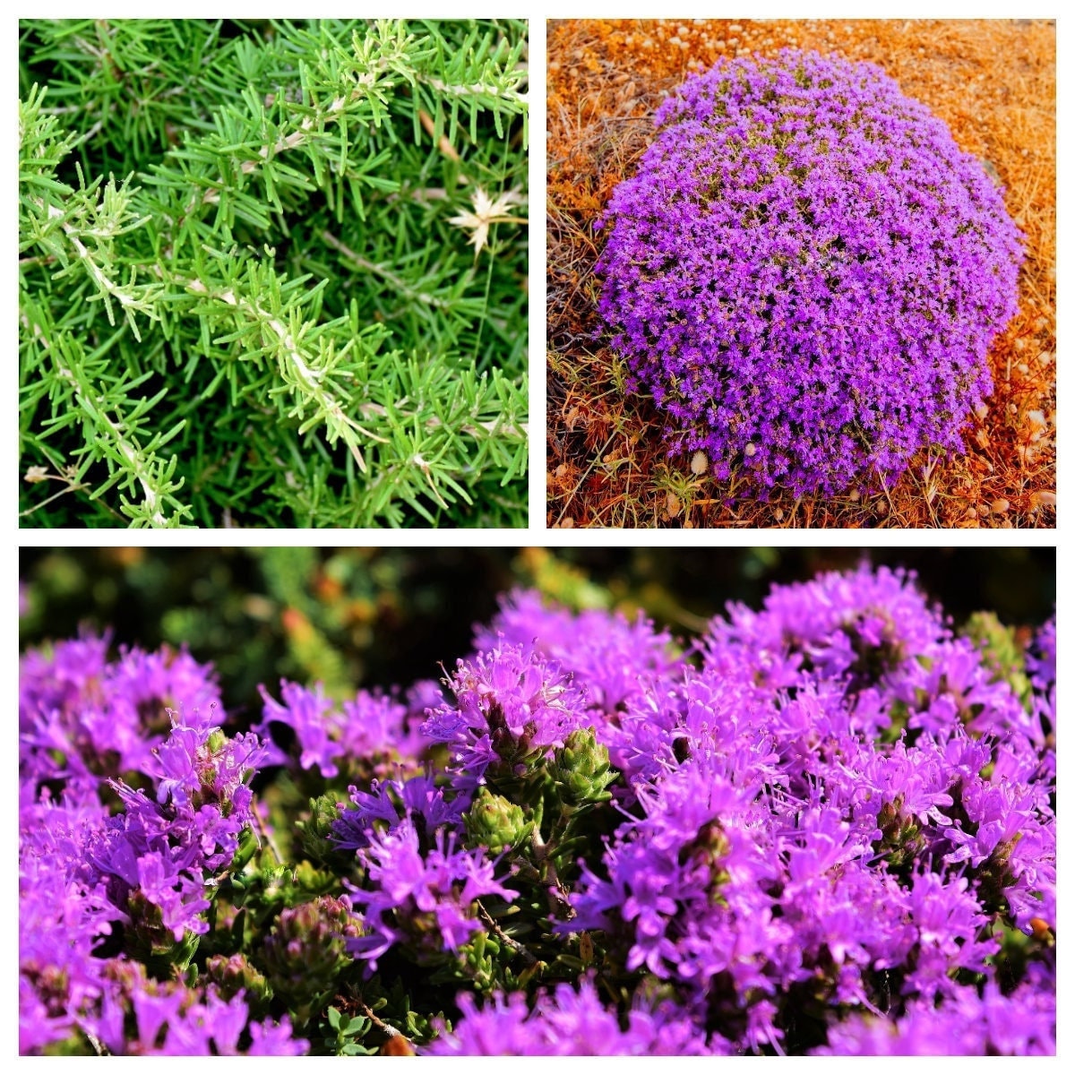 40 TOMILLO CABEZA DE CONO Thymus Capitatus syn. Thymbra Capitata Mediterráneo también conocido como Orégano español Hierba de hisopo persa Semillas de flores moradas