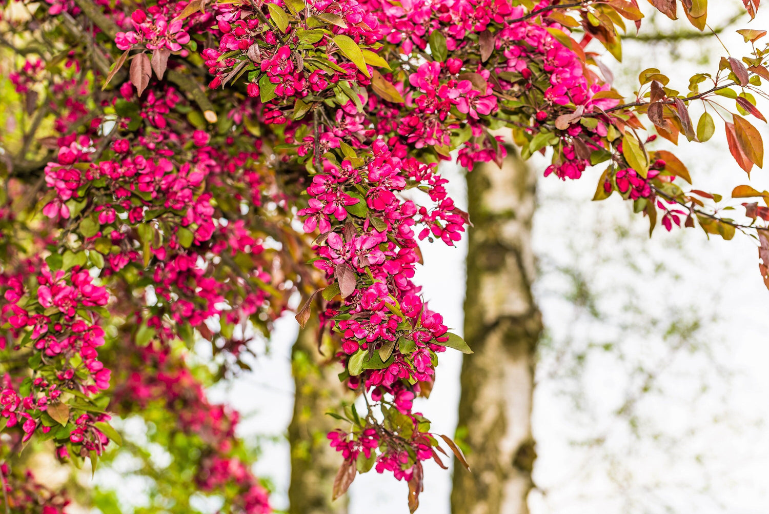 25 grosellas de flores rojas Ribes Sanguineum también conocidas como grosellas de sangre, frutas comestibles, bayas negras azules, semillas de arbustos