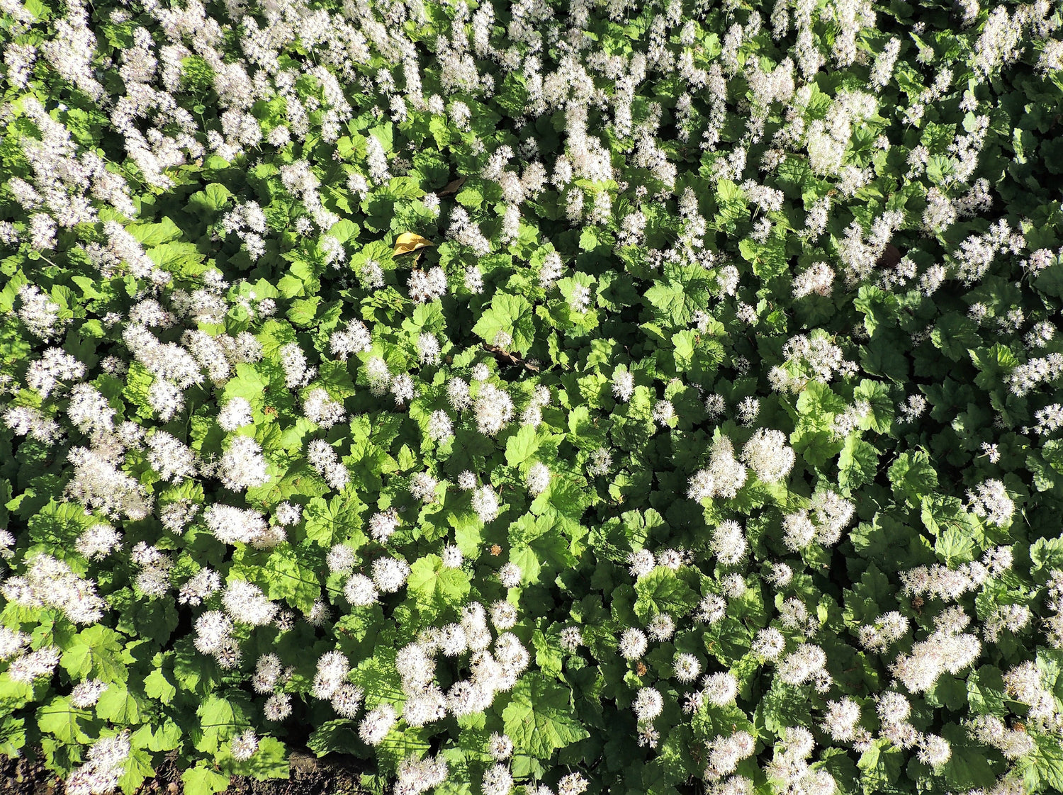 20 FILIGRAN FOAMFLOWER White & Pink Tiarella Polyphylla Laceflower Shade Flower Seeds
