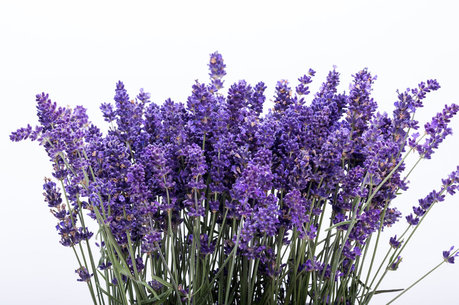 300 semillas de lavanda italiana (Lavandula angustifolia), flor fragante de lavanda azul y púrpura.