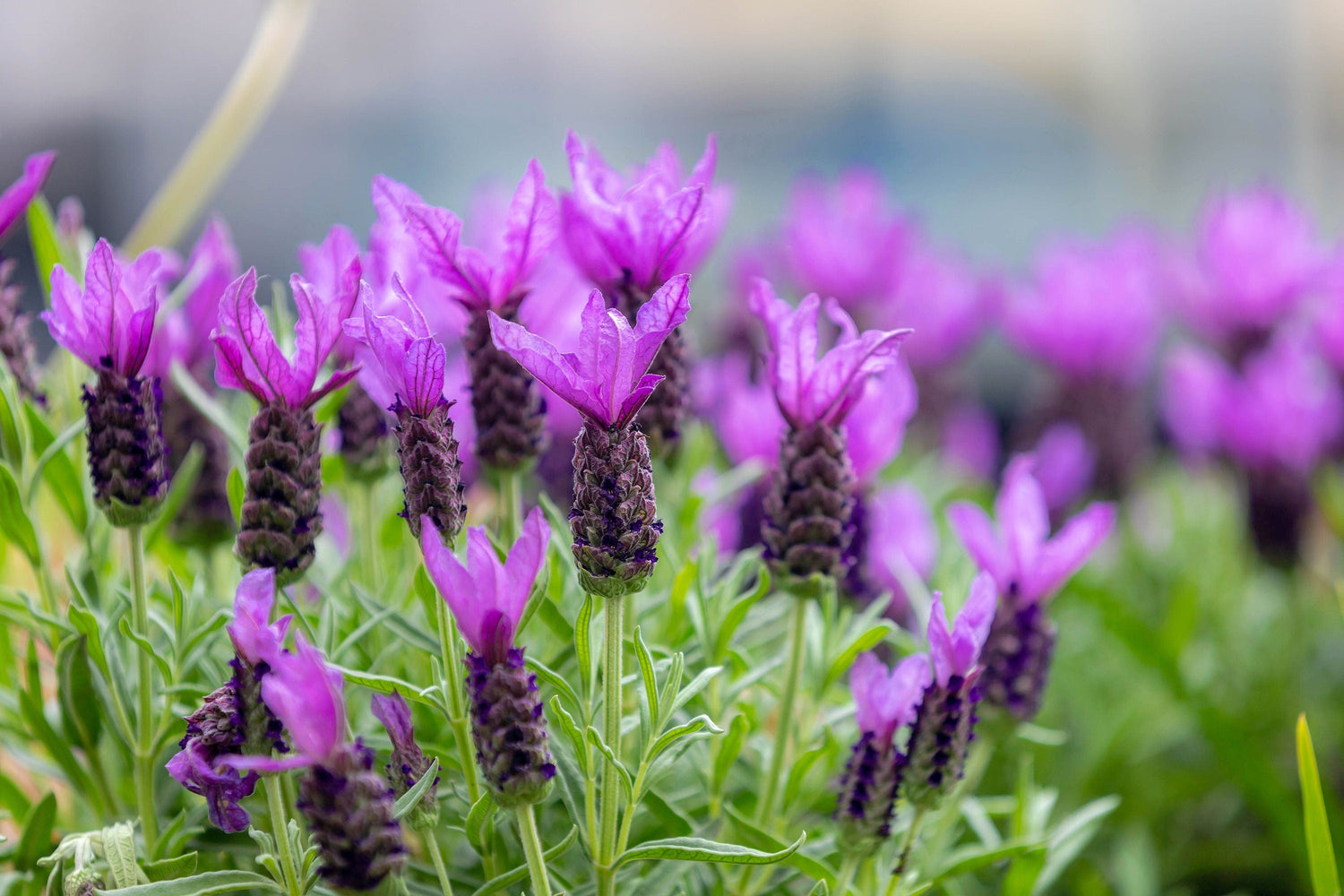 100 semillas de lavanda francesa, también conocida como lavanda mariposa, española, Lavandula stoechas, hierba con flores fragantes de color azul púrpura.