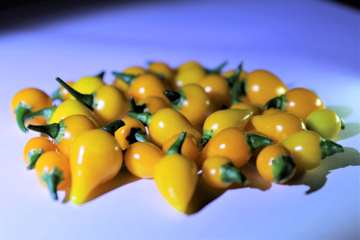 25 PIMIENTO BIQUINHO AMARILLO Chupetinho brasileño Capsicum Chinense Pequeño cítrico Dulce Semi picante Chile Sweety Drop Semillas de vegetales
