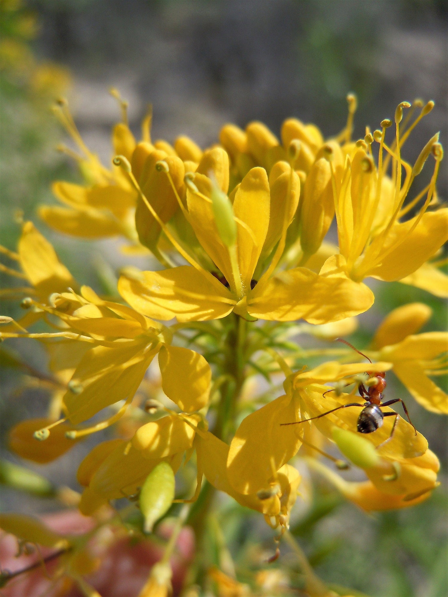 30 Semillas de flores nativas de Cleome Lutea, planta de abeja dorada, flor de araña