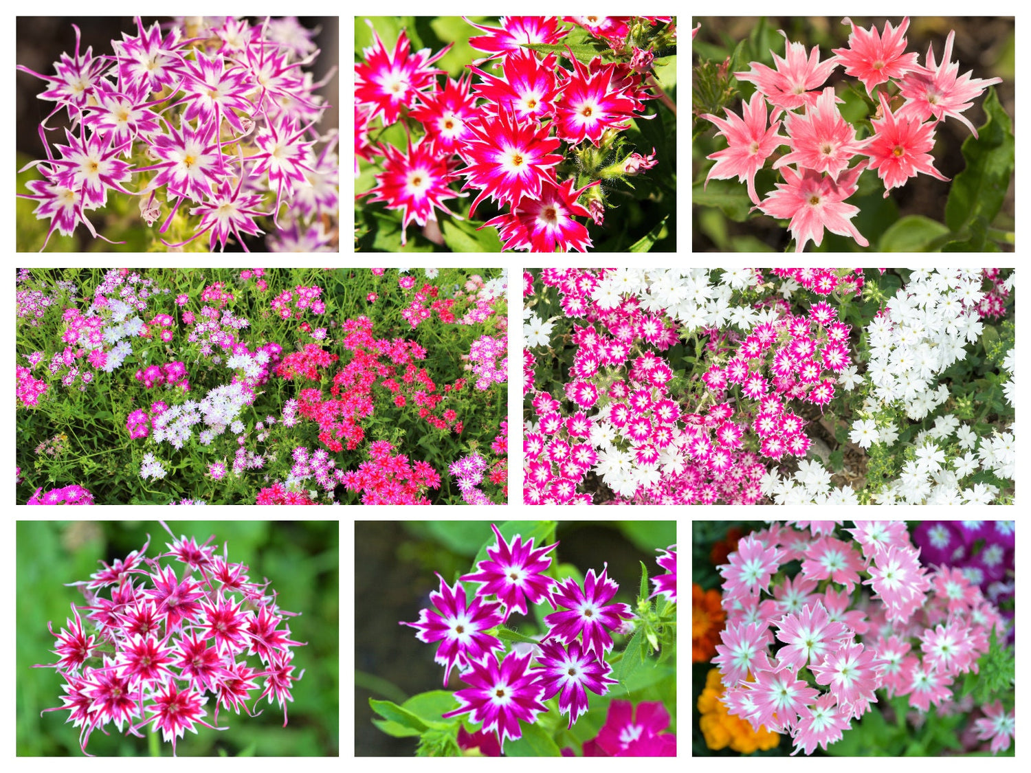 100 semillas de Phlox enano centelleante Drummondii Cuspidata var. Stellaris Star Mix, dos tonos, colores mezclados, rosa, morado, rojo y blanco.