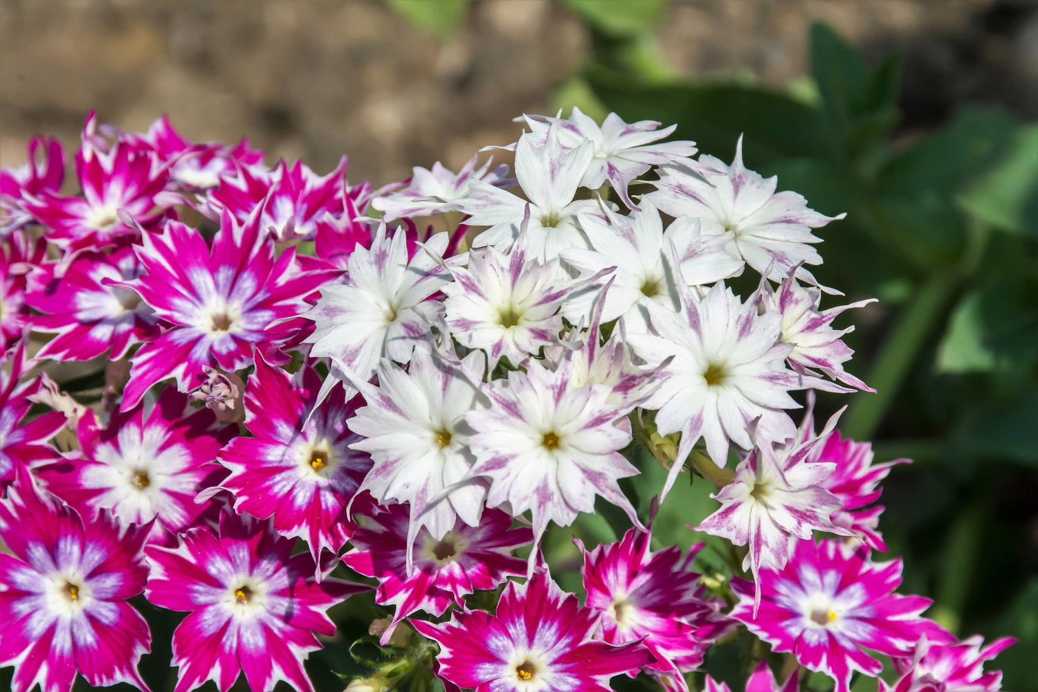 100 semillas de Phlox enano centelleante Drummondii Cuspidata var. Stellaris Star Mix, dos tonos, colores mezclados, rosa, morado, rojo y blanco.