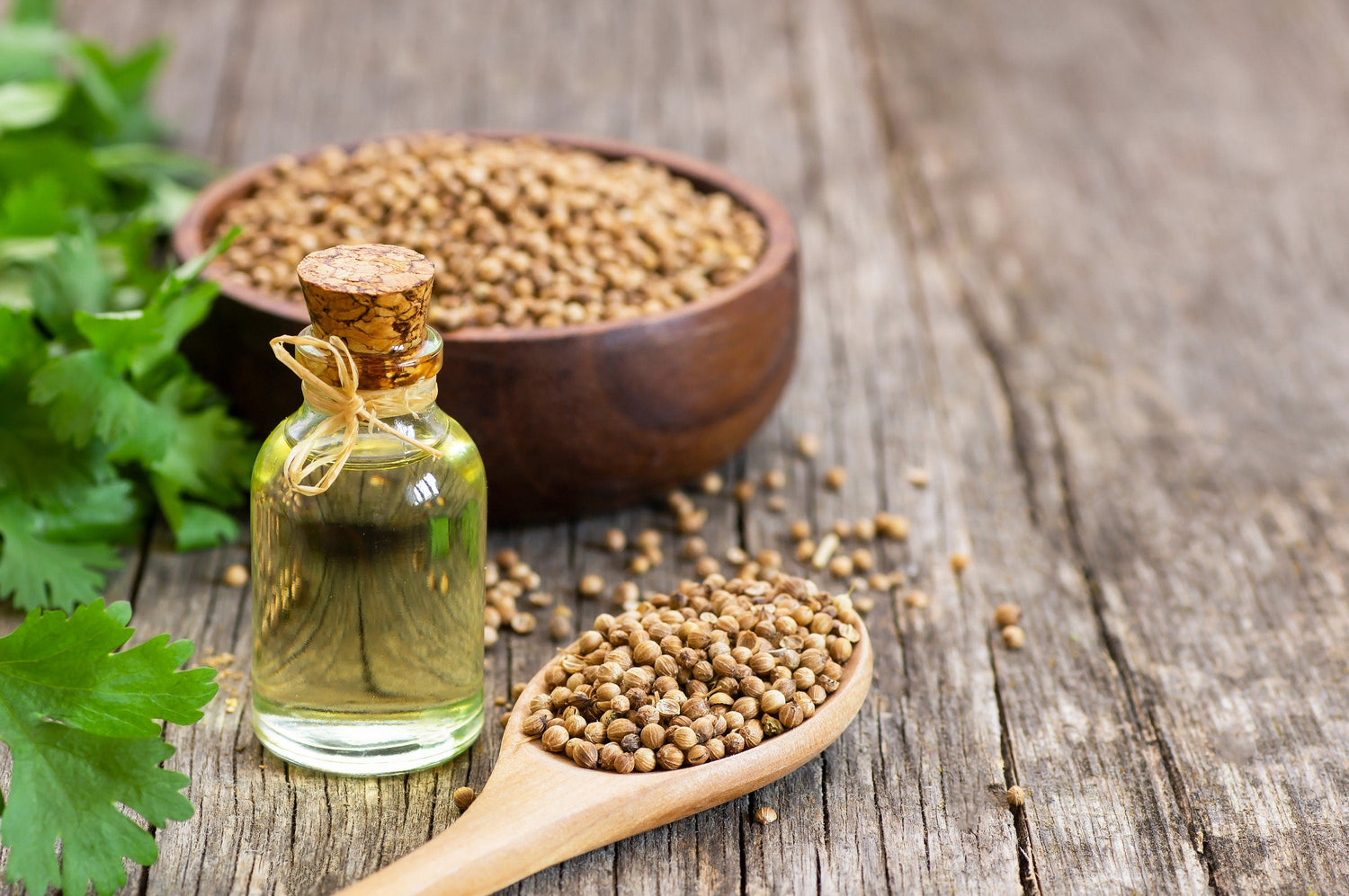 25 semillas de cilantro orgánico enano, cilantro, especias, Coriandrum sativum, hierba aromática