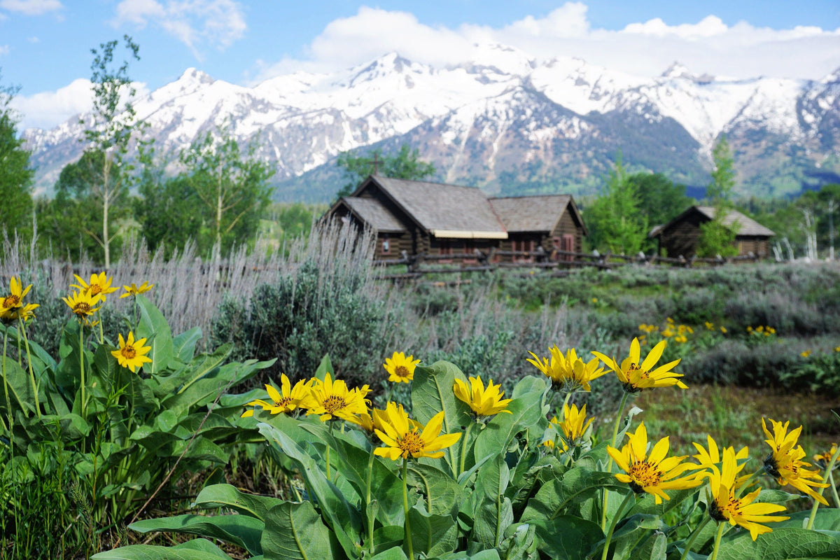 50 semillas de Balsamorhiza Sagittata, girasol de Oregón, de hojas de flecha, flores enormes y fragantes nativas