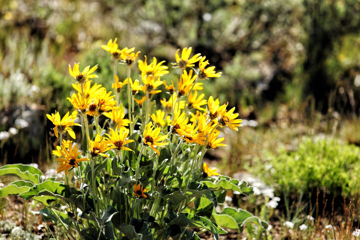 50 semillas de Balsamorhiza Sagittata, girasol de Oregón, de hojas de flecha, flores enormes y fragantes nativas
