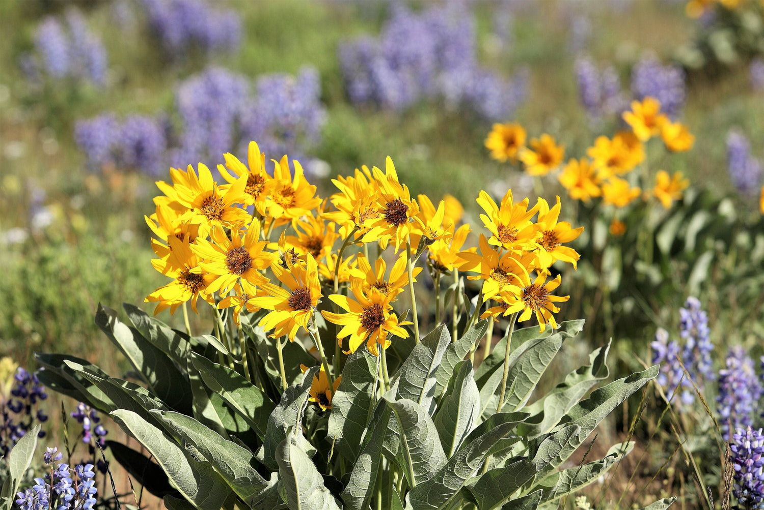 50 semillas de Balsamorhiza Sagittata, girasol de Oregón, de hojas de flecha, flores enormes y fragantes nativas