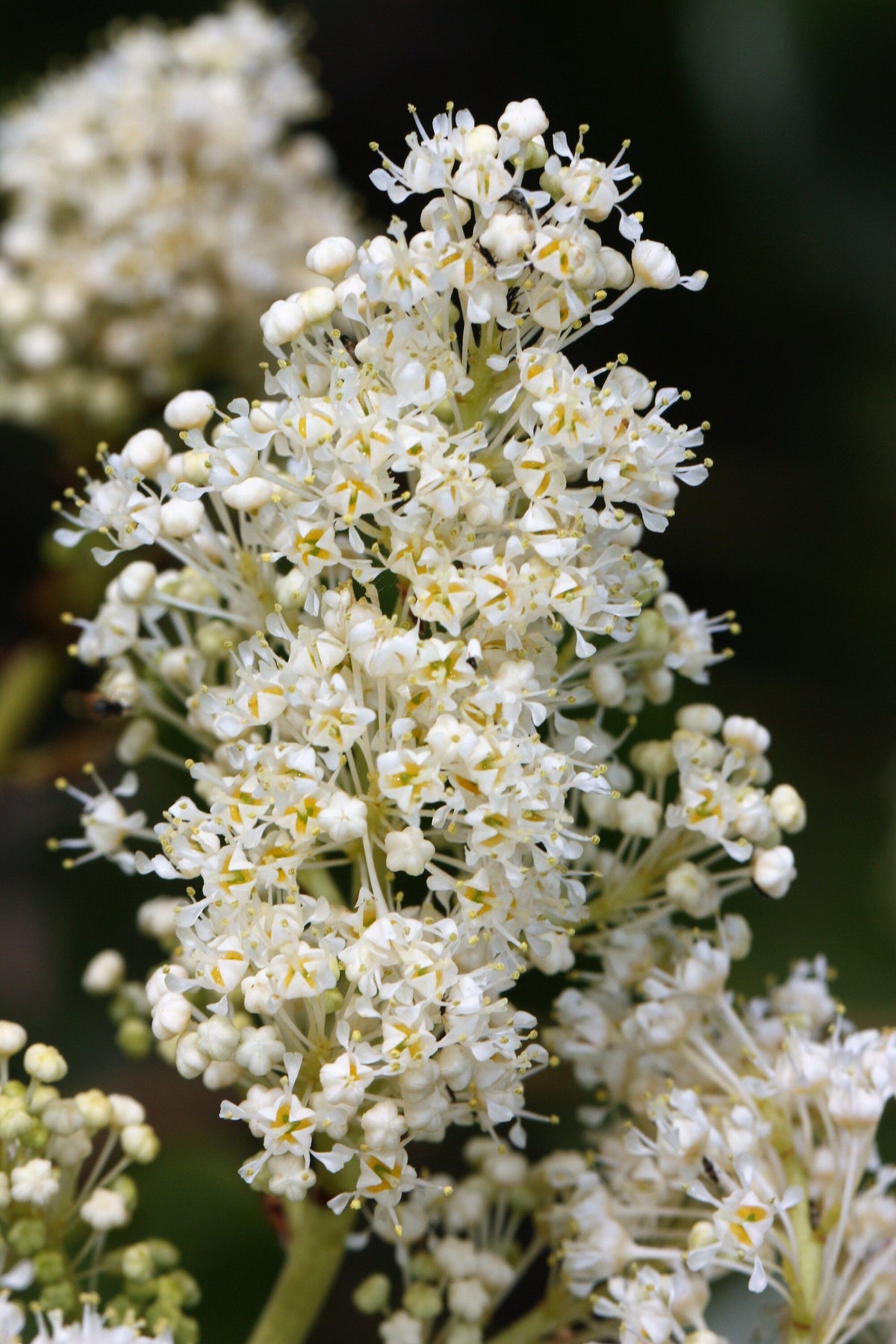 20 semillas de arbusto de nieve blanco Ceanothus Velutinus, también conocido como bálsamo de montaña o cepillo de ciervo, de hoja perenne, nativo.