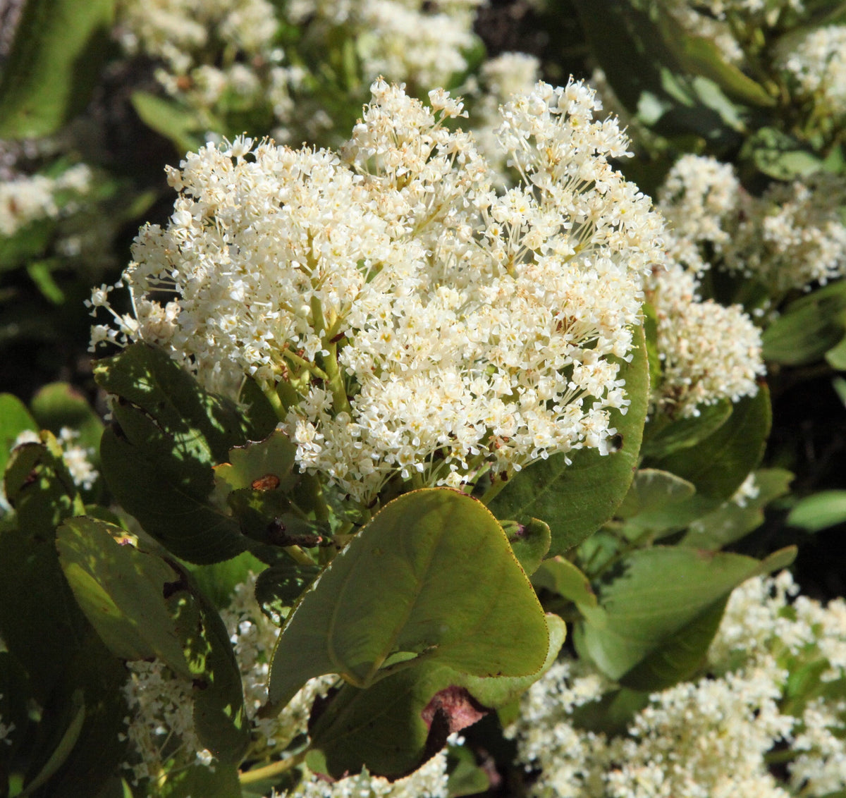 20 semillas de arbusto de nieve blanco Ceanothus Velutinus, también conocido como bálsamo de montaña o cepillo de ciervo, de hoja perenne, nativo.