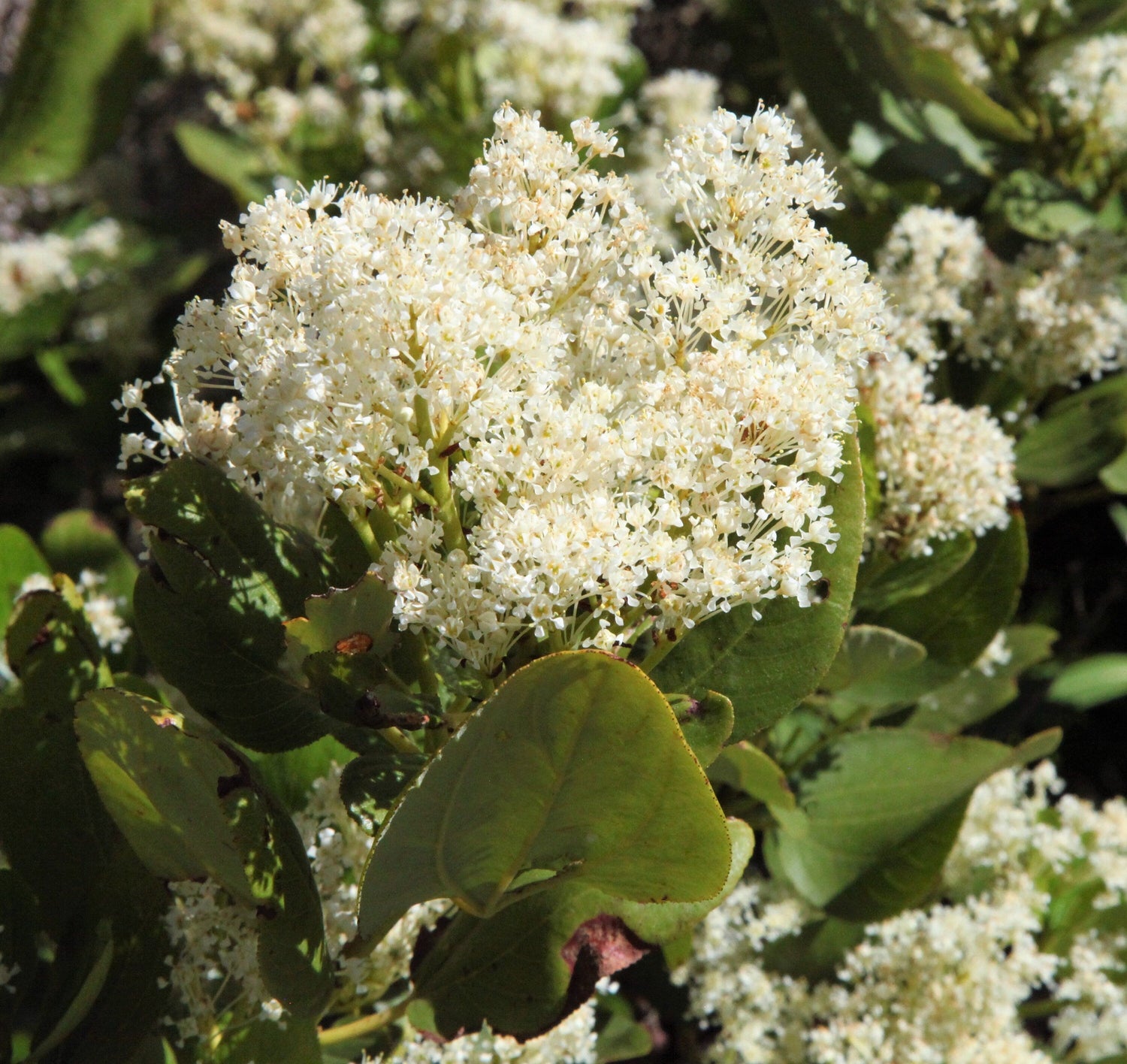 20 semillas de arbusto de nieve blanco Ceanothus Velutinus, también conocido como bálsamo de montaña o cepillo de ciervo, de hoja perenne, nativo.