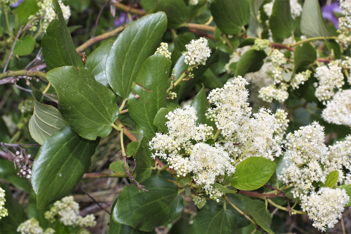 20 semillas de arbusto de nieve blanco Ceanothus Velutinus, también conocido como bálsamo de montaña o cepillo de ciervo, de hoja perenne, nativo.