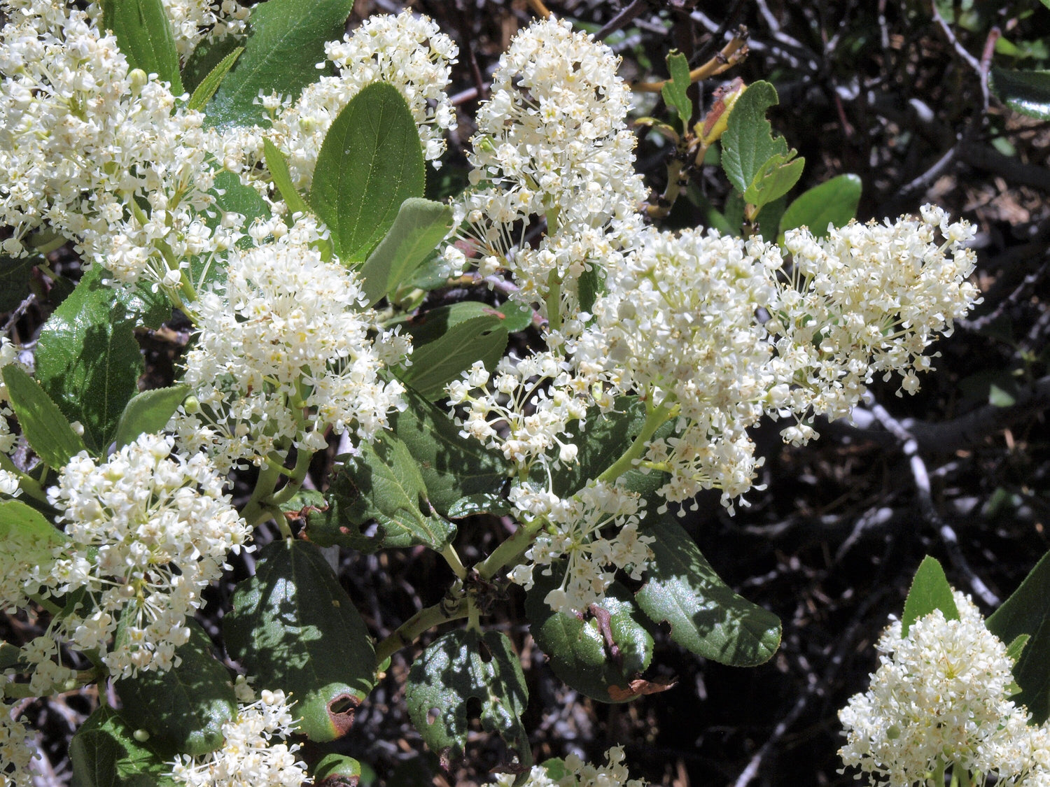 20 semillas de arbusto de nieve blanco Ceanothus Velutinus, también conocido como bálsamo de montaña o cepillo de ciervo, de hoja perenne, nativo.