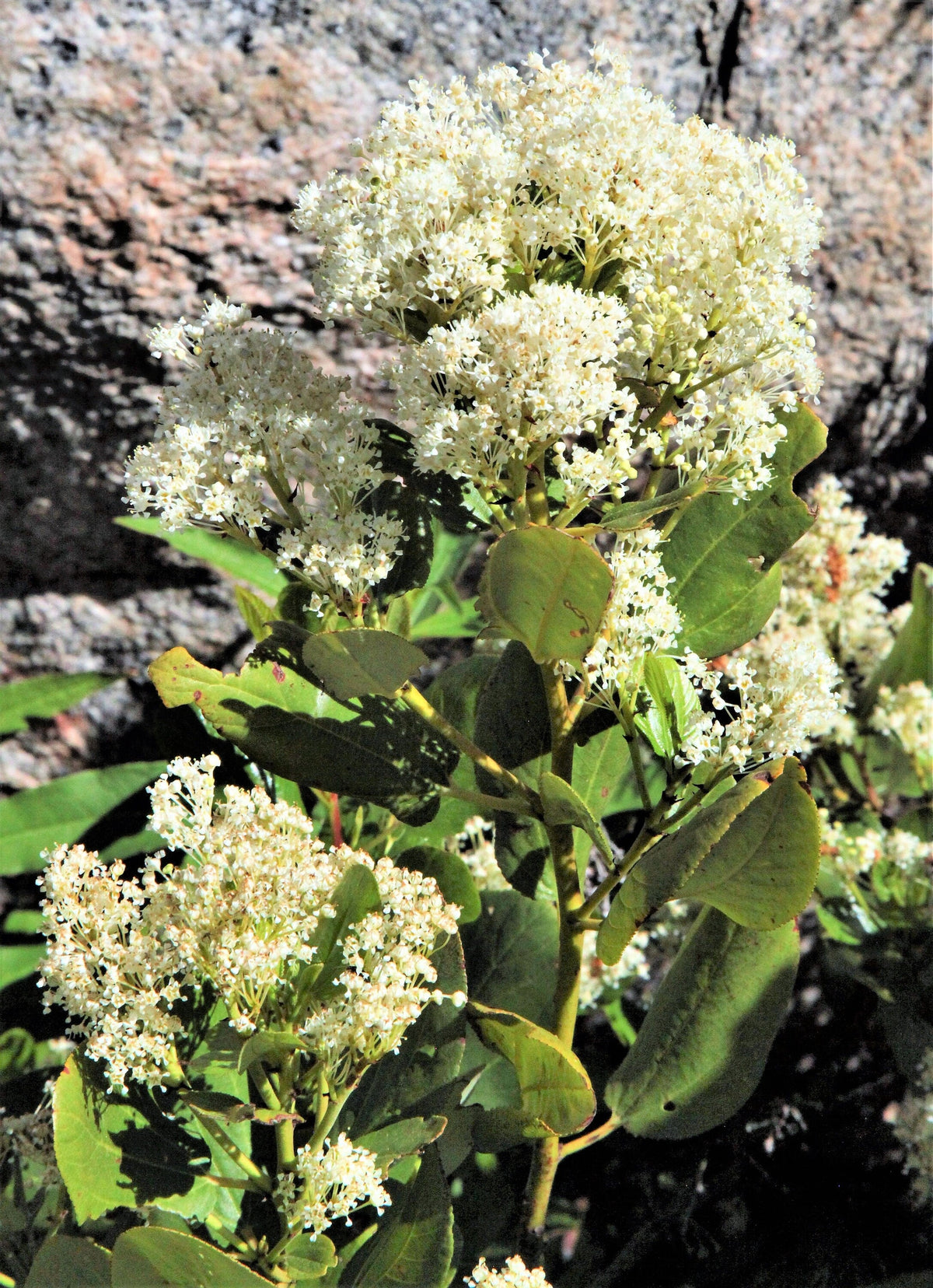 20 semillas de arbusto de nieve blanco Ceanothus Velutinus, también conocido como bálsamo de montaña o cepillo de ciervo, de hoja perenne, nativo.