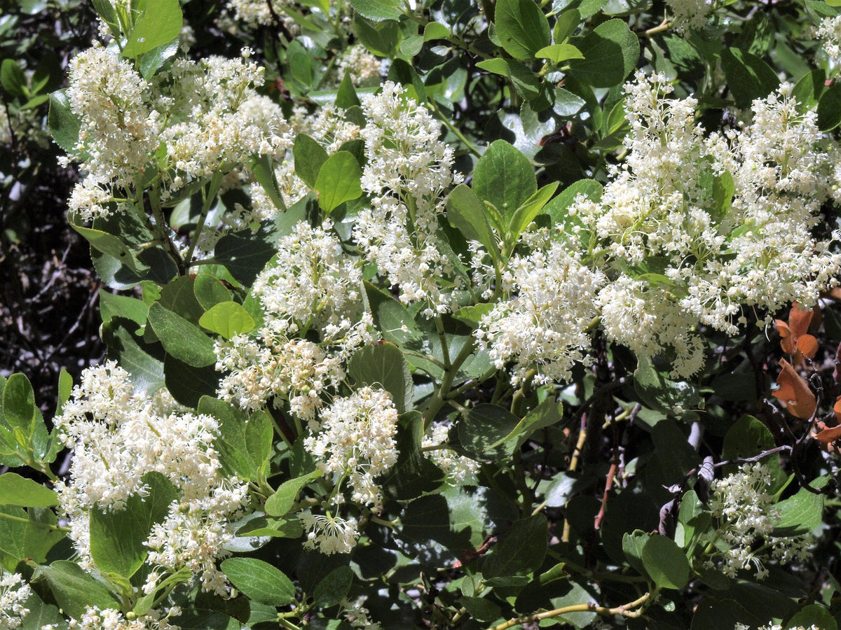20 semillas de arbusto de nieve blanco Ceanothus Velutinus, también conocido como bálsamo de montaña o cepillo de ciervo, de hoja perenne, nativo.