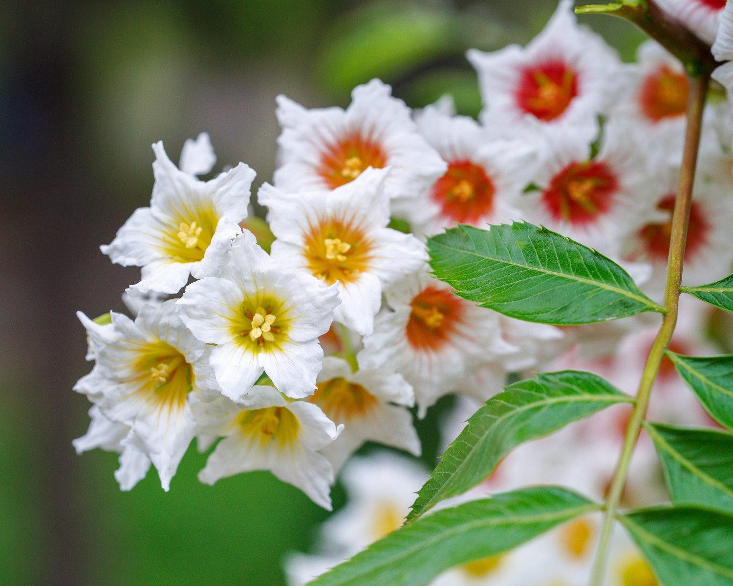 5 ÁRBOL DE CUERNO AMARILLO Xanthoceras Sorbifolium también conocido como Cuerno de oro, Árbol de lluvia, Castaño chino en flor - Semillas de flores blancas, amarillas y rojas fragantes