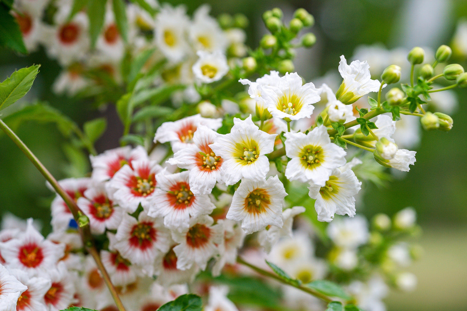 5 ÁRBOL DE CUERNO AMARILLO Xanthoceras Sorbifolium también conocido como Cuerno de oro, Árbol de lluvia, Castaño chino en flor - Semillas de flores blancas, amarillas y rojas fragantes