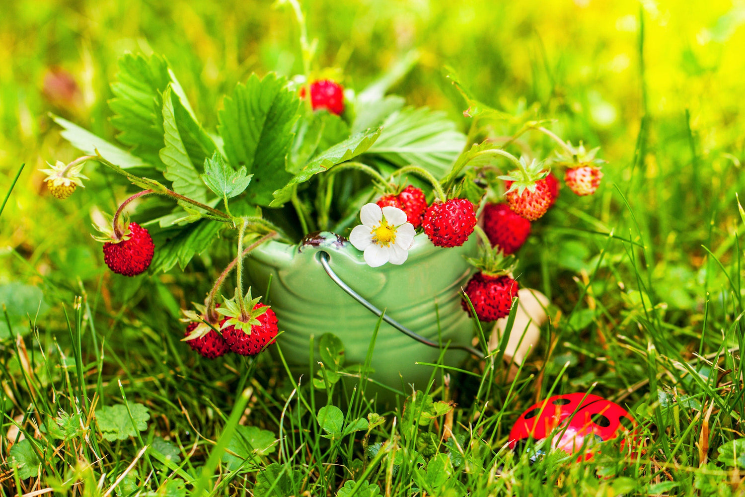 50 Semillas de Fresa de Alejandría Fragaria vesca alpina de fructificación continua Fruto de baya roja Flor blanca