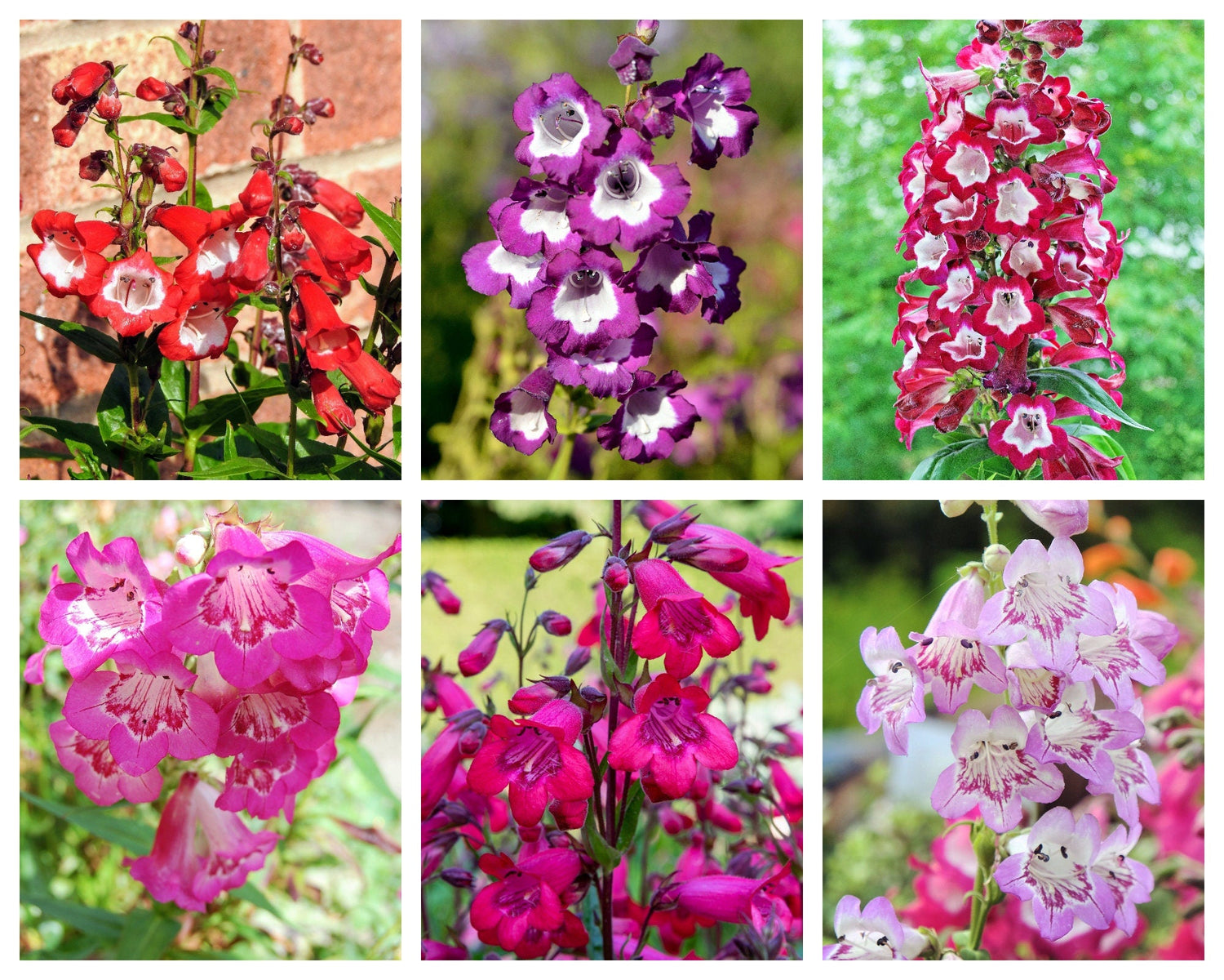 100 SENSATION MIX PENSTEMON Hartwegii Beardtongue Colores mixtos Dos tonos Rojo, rosa, blanco, morado, blanco Semillas de flores
