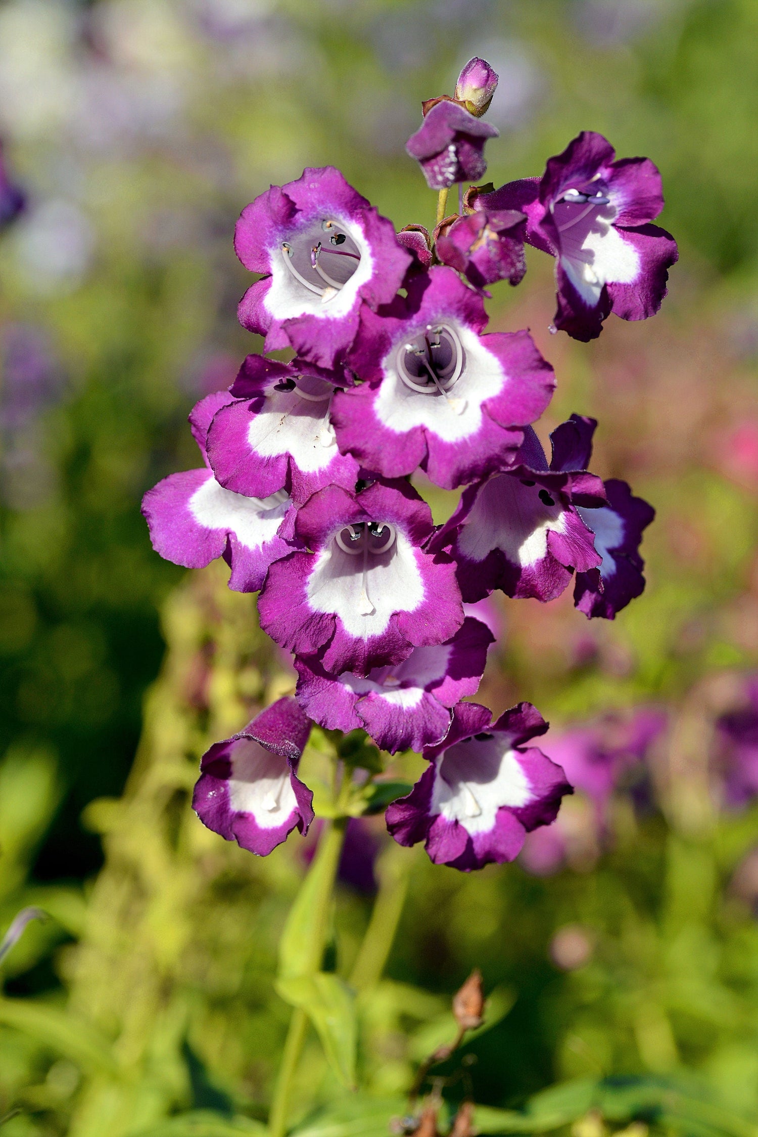 100 SENSATION MIX PENSTEMON Hartwegii Beardtongue Colores mixtos Dos tonos Rojo, rosa, blanco, morado, blanco Semillas de flores