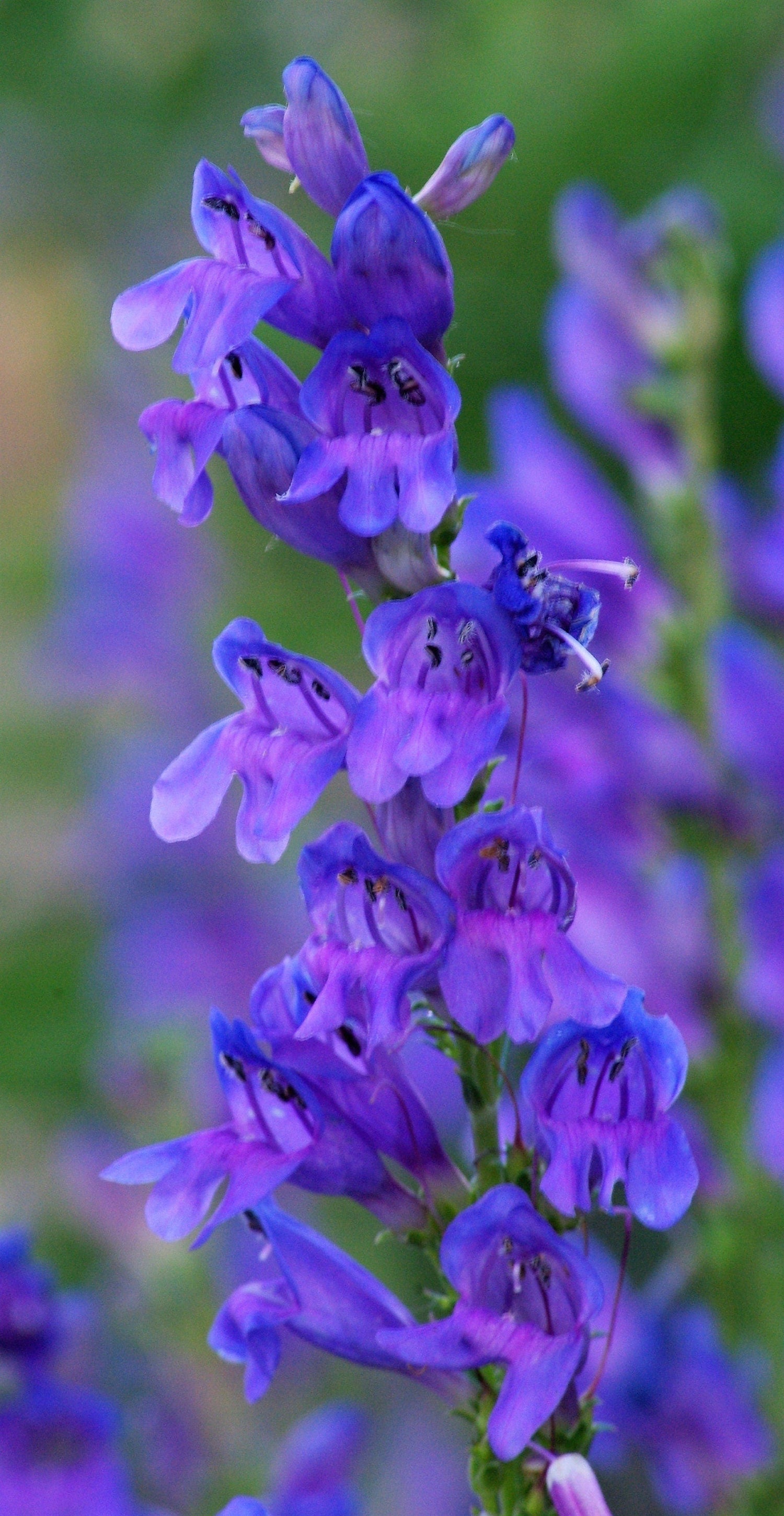 250 semillas de flores nativas de PENSTEMON Grandiflorus, Strictus, Cobaea, Palmeri, Digitalis, Pallidus - Rosa, Blanco, Azul y Morado