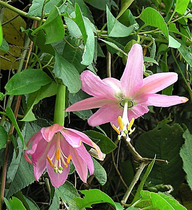 10 PLÁTANO MARACUYÁ Flor de la pasión rosa Passiflora Mollissima Piel amarilla Pulpa anaranjada Semillas de vid