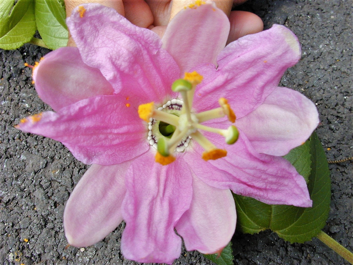 10 PLÁTANO MARACUYÁ Flor de la pasión rosa Passiflora Mollissima Piel amarilla Pulpa anaranjada Semillas de vid