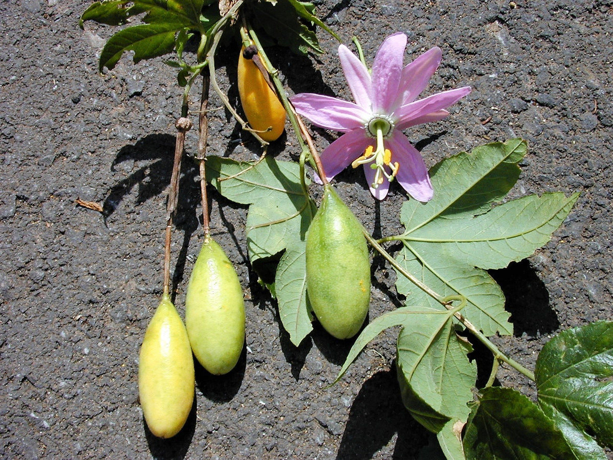 10 PLÁTANO MARACUYÁ Flor de la pasión rosa Passiflora Mollissima Piel amarilla Pulpa anaranjada Semillas de vid