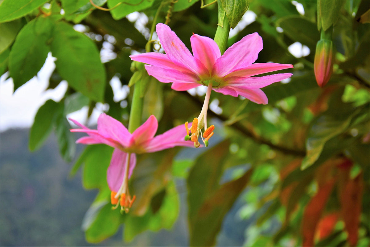10 PLÁTANO MARACUYÁ Flor de la pasión rosa Passiflora Mollissima Piel amarilla Pulpa anaranjada Semillas de vid