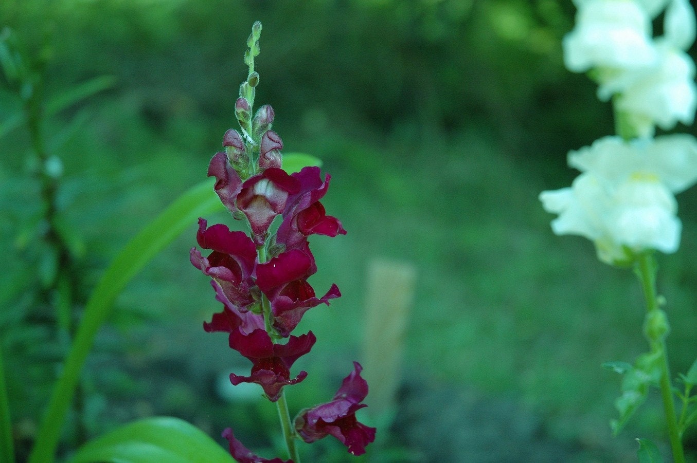 250 ' BIENVENIDO ' SNAPDRAGON Antirrhinum Majus Rojo Carmesí Oscuro Casi Negro Semillas de Flores de Jardín Gótico