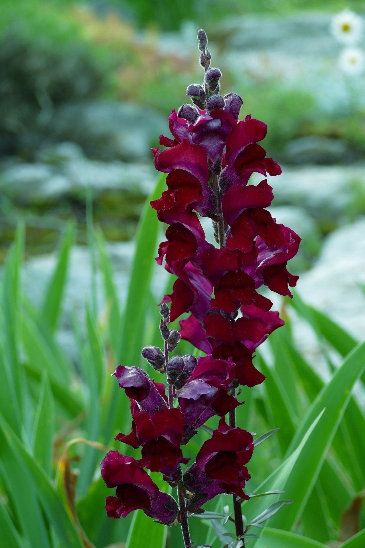 250 ' BIENVENIDO ' SNAPDRAGON Antirrhinum Majus Rojo Carmesí Oscuro Casi Negro Semillas de Flores de Jardín Gótico