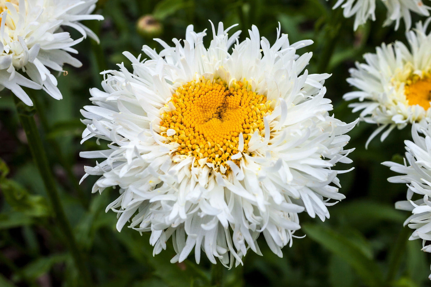 30 semillas de flor de Shasta blanca y amarilla rizada de 3" de Leucanthemum x Superbum Double CRAZY DAISY