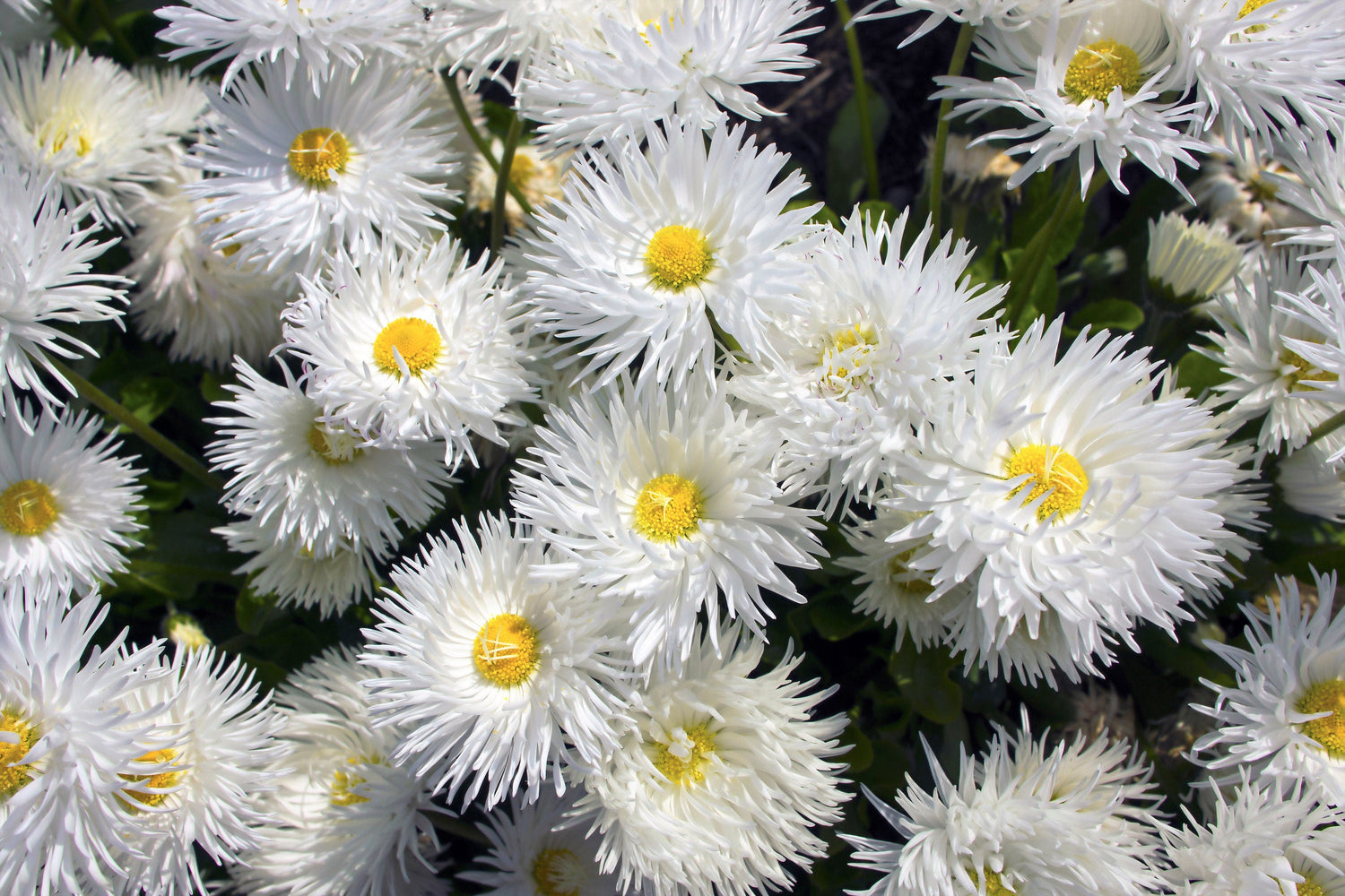 30 semillas de flor de Shasta blanca y amarilla rizada de 3" de Leucanthemum x Superbum Double CRAZY DAISY