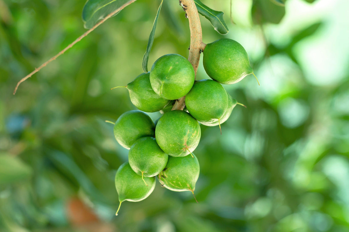 5 NUEZ DE MACADAMIA Árbol Macadamia Integrifolia Cáscara Marrón Fruto Beige Flor Blanca y Rosa Semillas