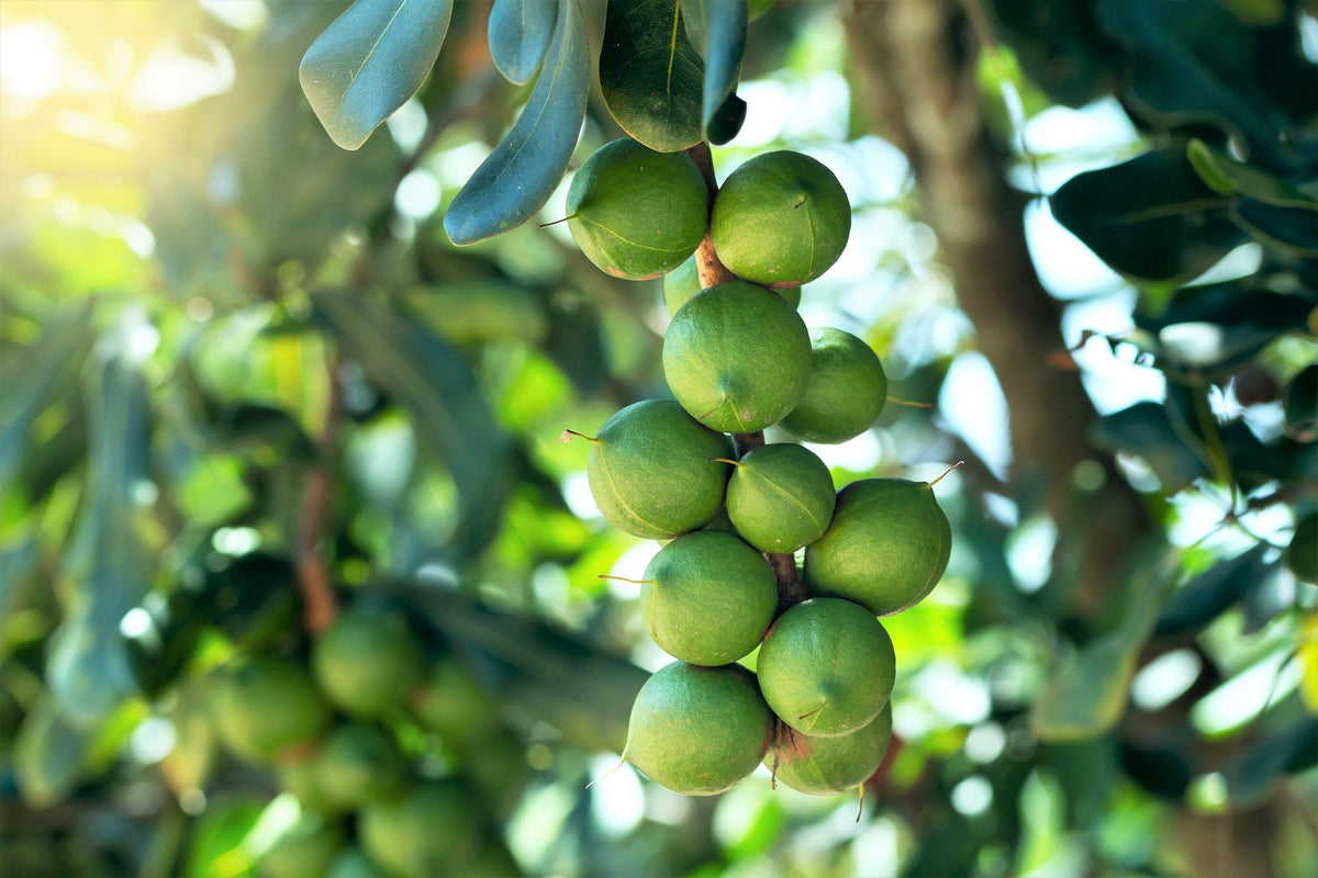 5 NUEZ DE MACADAMIA Árbol Macadamia Integrifolia Cáscara Marrón Fruto Beige Flor Blanca y Rosa Semillas