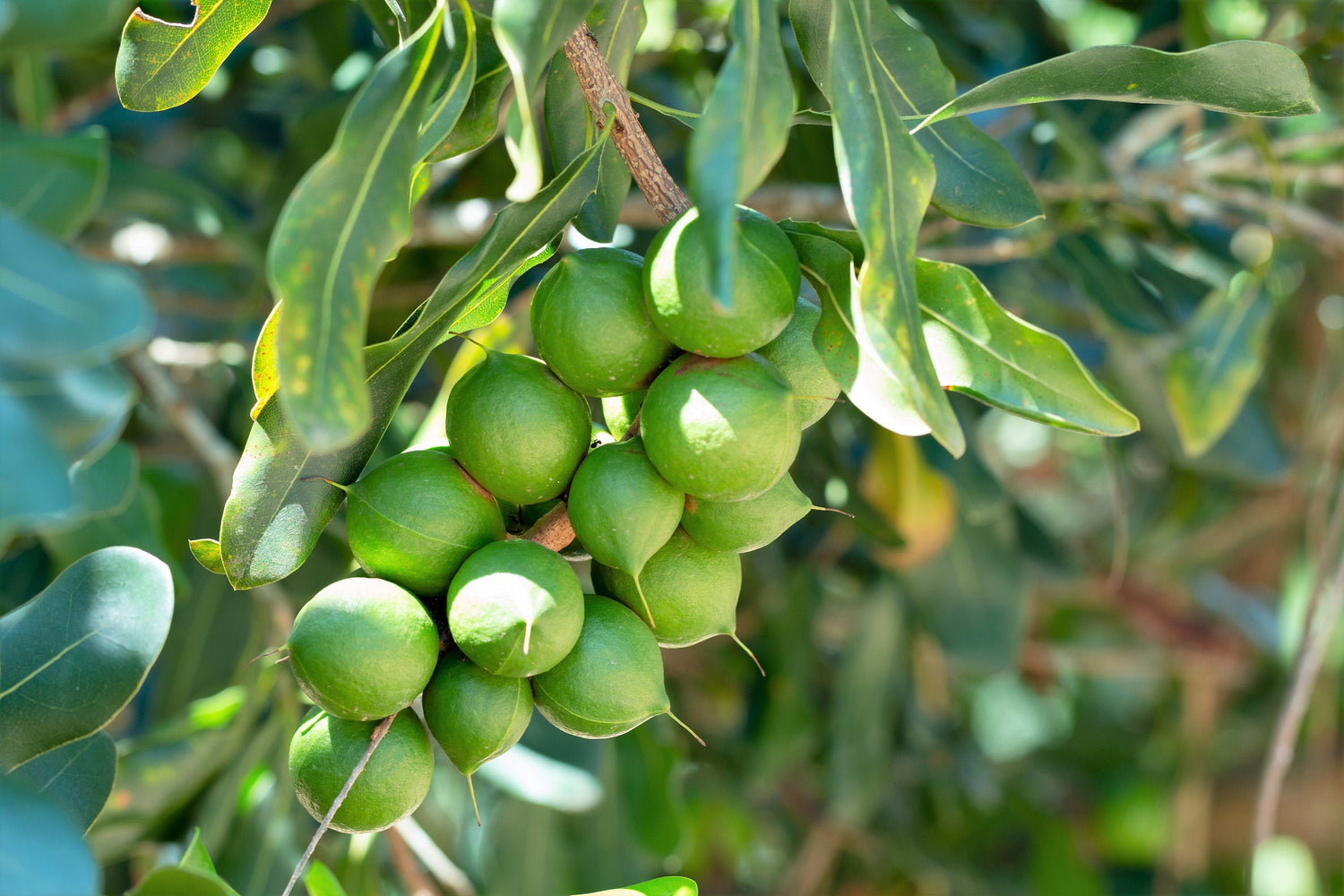5 NUEZ DE MACADAMIA Árbol Macadamia Integrifolia Cáscara Marrón Fruto Beige Flor Blanca y Rosa Semillas