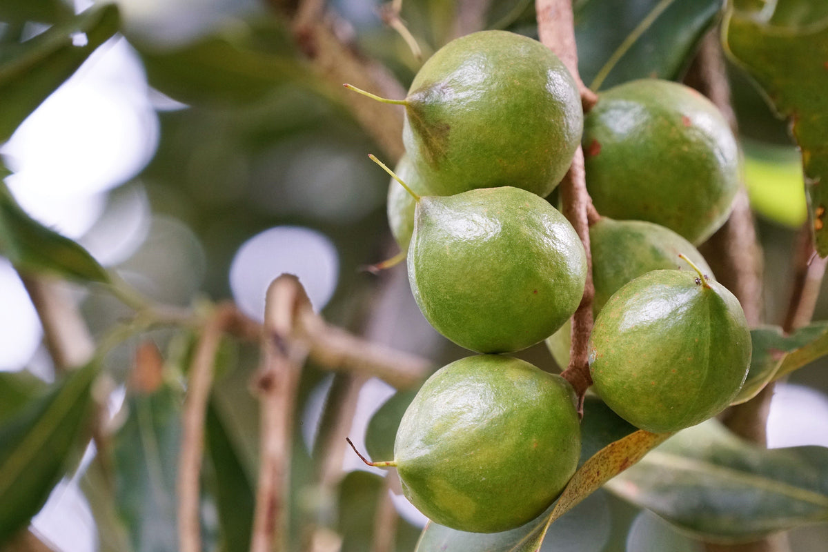 5 NUEZ DE MACADAMIA Árbol Macadamia Integrifolia Cáscara Marrón Fruto Beige Flor Blanca y Rosa Semillas